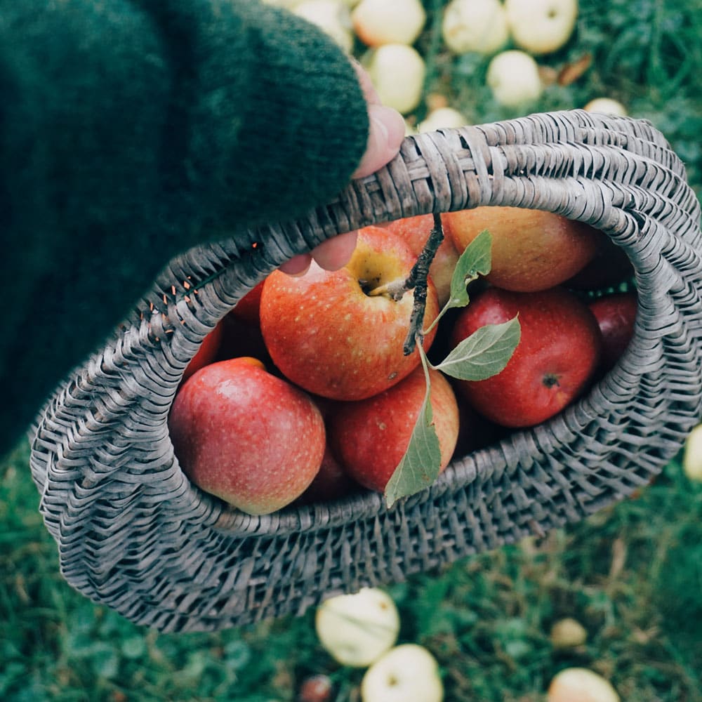 Stimmungsbild Äpfel im Herbst